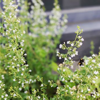 Unsere Blumenkästen auf der Terrasse sind wahre Bienenparadiese 😍
#glücklichebienen #pause #terrasse #lembkeseminare...